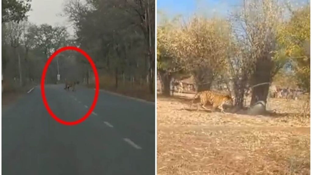 Tiger in Mahasamund : 12 वर्ष बाद कुहरी से सिरपुर जाने वाले मार्ग पर रोड क्रास करता दिखा बाघ, ग्रामीणों में दहशत, वन विभाग सक्रिय