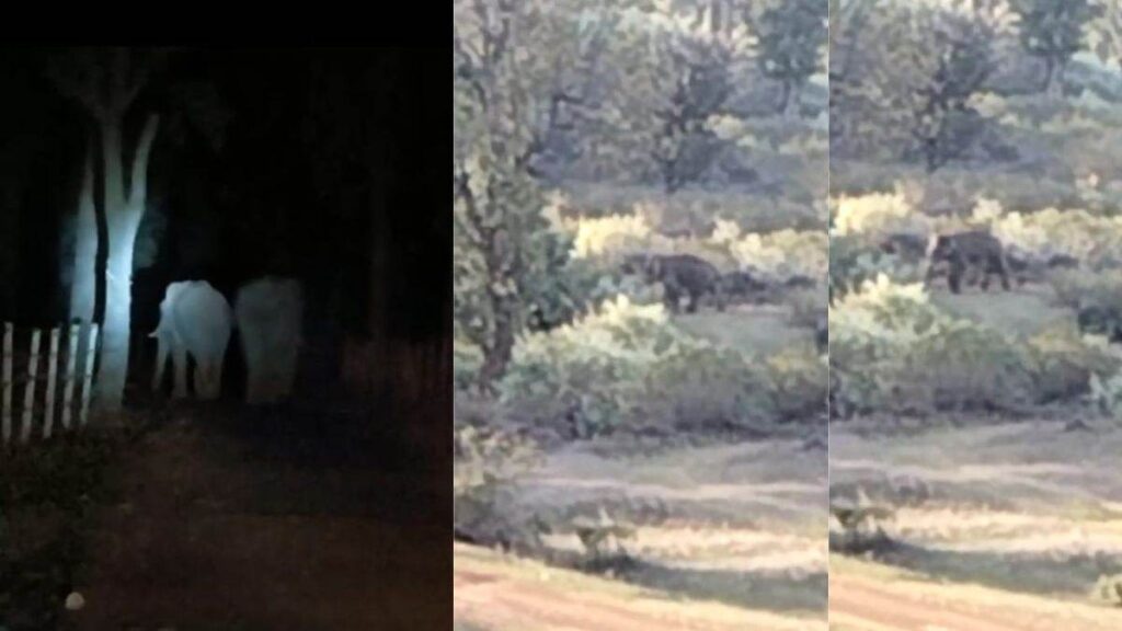 Elephant terror in Mainpat : मैनपाट इलाके में घूम रहे दो हाथियों ने मचाया उत्पात, इलाके में दहशत का माहौल