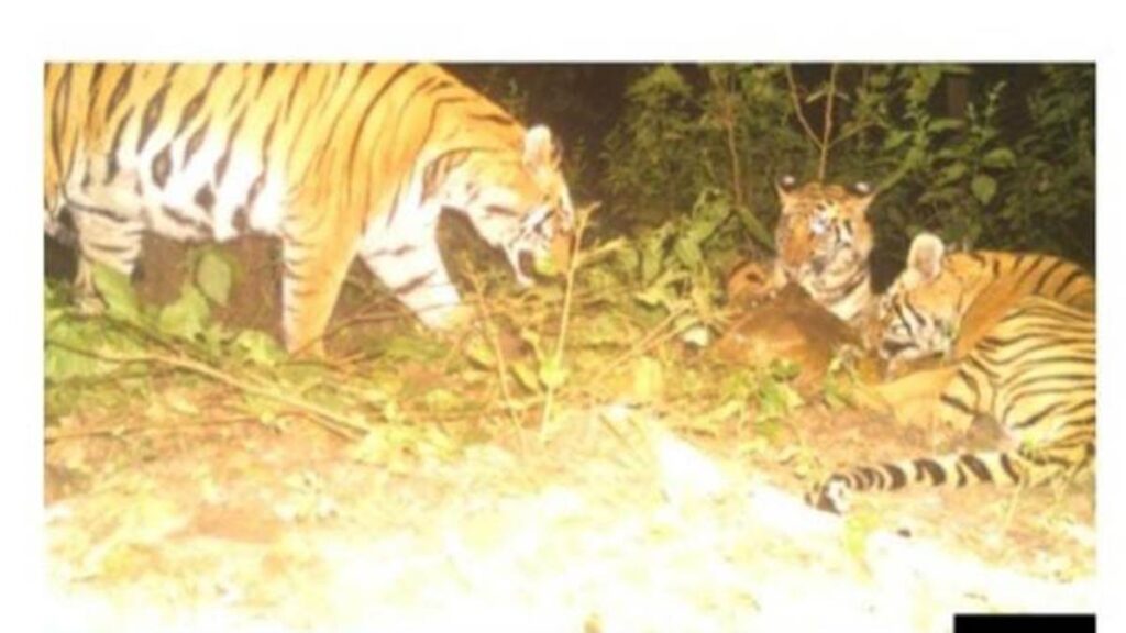 BILASPUR NEWS : अचानकमार टाइगर रिजर्व का एनटीसीए द्वारा निरीक्षण