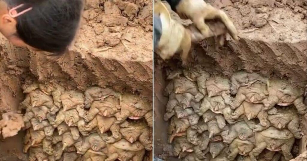 Creature inside Earth : जमीन खोद रहे थे लोग, अंदर का नजारा देख होश उड़े, दिखे दर्जनों जीवित जीव, हैरान करने वाला वीडियो