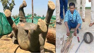 CHHATTISGARH NEWS : करंट लगने से हाथी की हुई मौत, जंगली जानवरों के शिकार के लिए शिकारियों ने बिछाया था तार