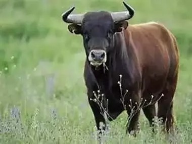 Bull Attack : सड़क पर घूम रहे छुट्टा सांड के हमले से महिला की मौत, फोरम ने सुनाया ये फैसला