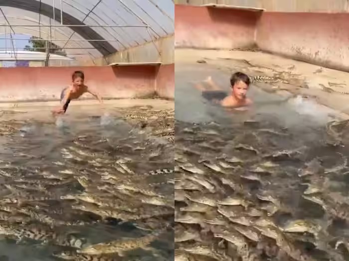 Viral Video : मगरमच्छों से भरे पूल में कूंदा बच्चा, फिर शुरू छप छप छपाछप, वीडियो वायरल