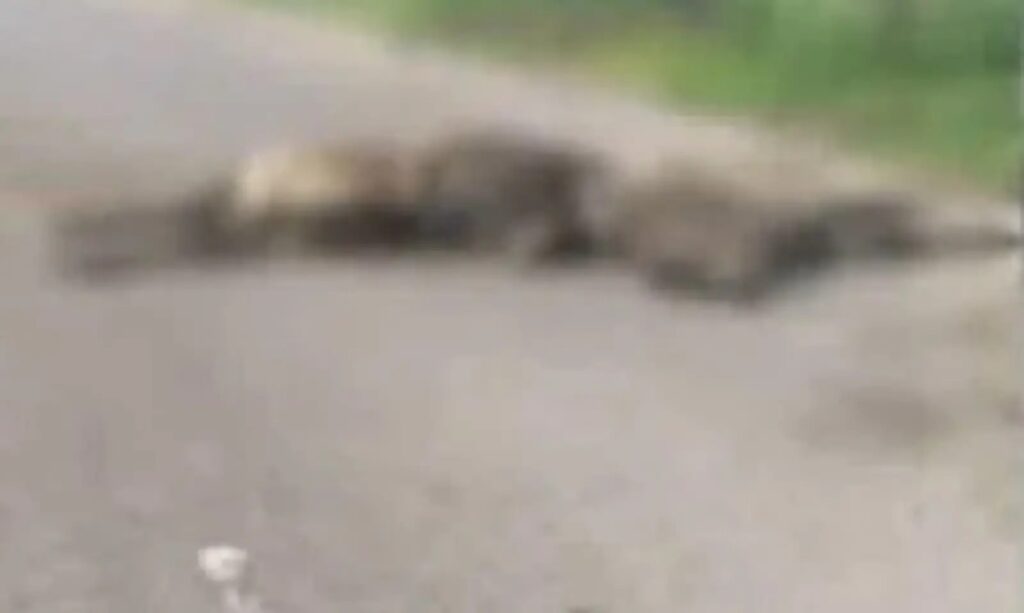 Balodabazar News : बलौदाबाजार जिले में सड़क किनारे मरी पड़ी मिलीं 23 गायें, क्षेत्र में मचा हड़कंप