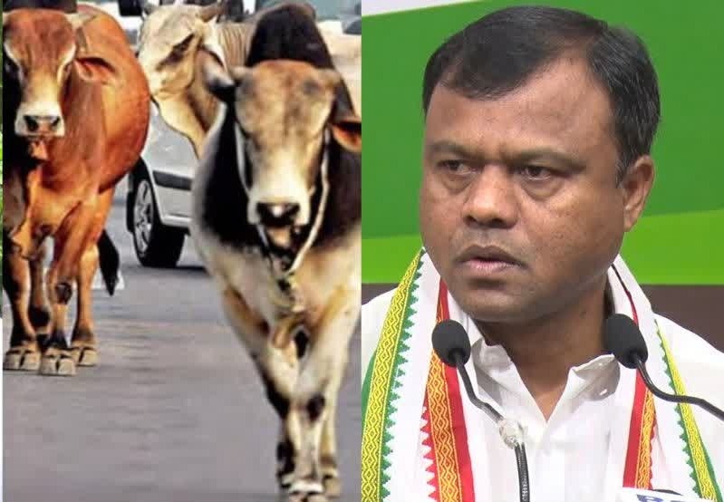 CG Congress protest on Gau Satyagraha : कांग्रेस का आज हल्लाबोल, प्रदेश के सभी जिला-ब्लॉकों में गौ सत्याग्रह, अवारा मवेशियों को SDM और कलेक्टोरेट में बांधेंगे