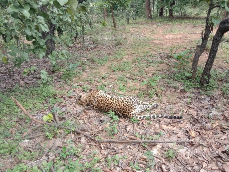 Bandhavgarh National Park : बांधवगढ़ टाइगर रिजर्व में सांदिग्ध परिस्थिति में मादा तेंदुए की मौत, जांच में जुटी वन विभाग की टीम