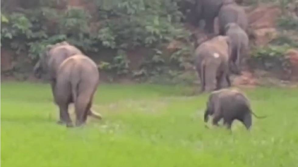 CG Breaking News : महासमुंद में हाथियों का आतंक, ग्रामीणों में दहशत का माहौल