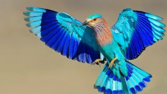 Neelkanth Bird on Dussehra : क्यों शुभ होता है दशहरे पर नीलकंठ पक्षी का दर्शन, जानिए इसके पीछे कि मान्यता