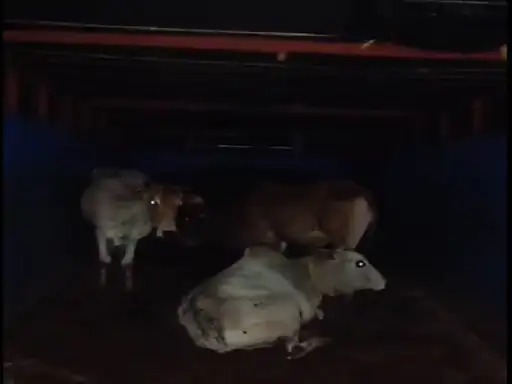 Chhattisgarh Cattle Smugglin : बालोद पुलिस ने गौ तस्करों का किया भंडाफोड़, वाहन चालक फरार