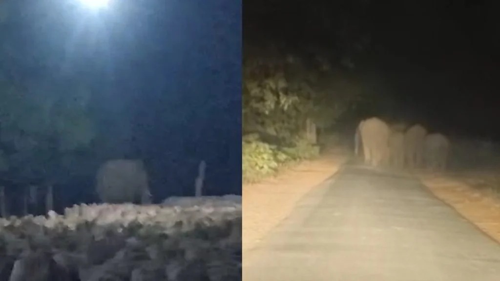 CG Elephant Terror : कोरबा के ग्रामीण इलाके में हाथियों का आतंक, 40 हाथियों के झुण्ड ने धान खरीदी केंद्र में मचाया उत्पात