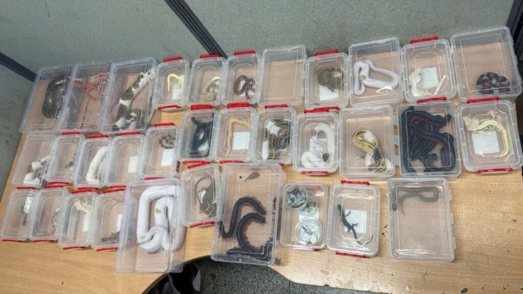 IGI Airport : दिल्ली एयरपोर्ट पर वन्यजीवों की तस्करी का पर्दाफाश, तीन यात्री गिरफ्तार