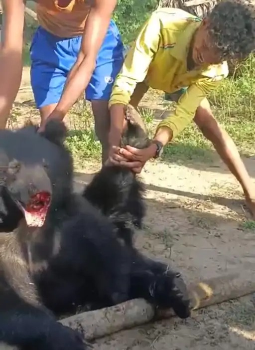 Chhattisgarh Bastar : भालू को तड़पा-तड़पा कर मार डाला, छत्तीसगढ़ के सुकमा में हैवानियत की हदें पार, VIDEO वायरल