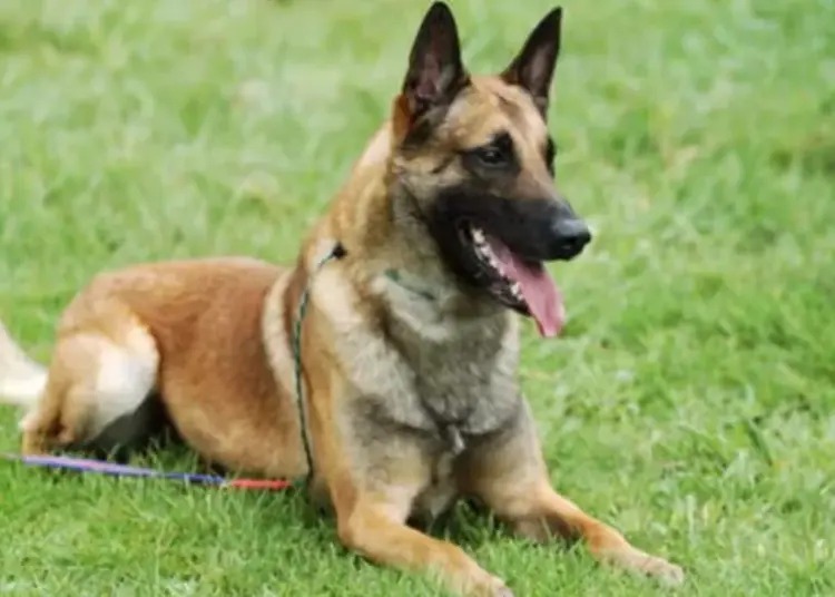 CRPF Dog killed in bee attack : CRPF के शहीद डॉग ‘रोलो’ को मिला मरणोपरांत DG कमेंडेशन डिस्क, मधुमक्खियों के हमले में गई थी जान, IED डिटेक्शन में निभाई थी अहम भूमिका