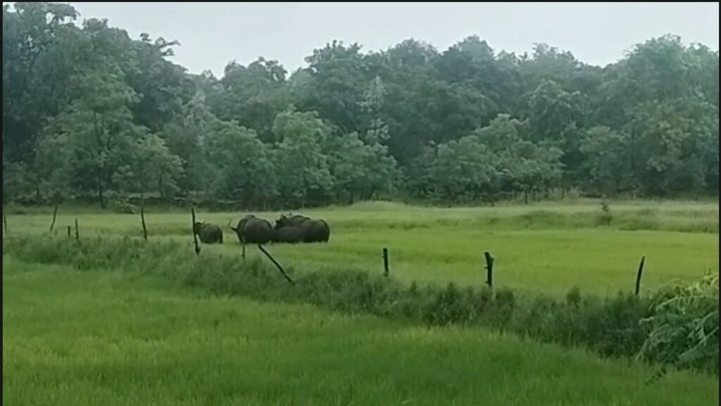 Wild Buffalo : फिंगेश्वर में गौर का झुंड देखा गया…! 10 से अधिक गांवों में हाई अलर्ट जारी…Video