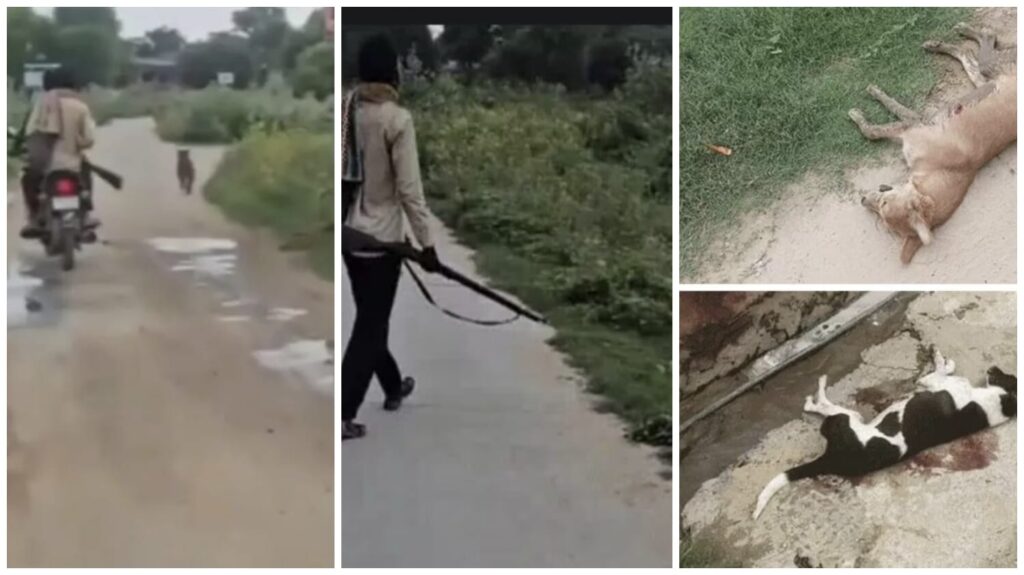 Mass Killing of Dogs : इंसानियत को झकझोरा…! क्रूर बंदूकधारी खुलेआम करता रहा कुत्तों का कत्ल …यहां देखें VIDEO