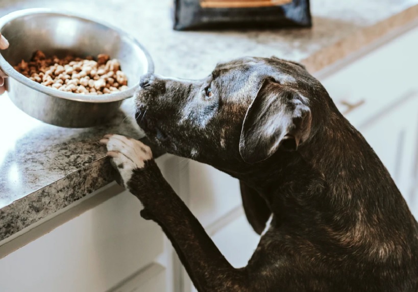 Mid Day Meal : विद्यार्थियों को मध्यान्ह भोजन में परोसा कुत्ते का ‘झूठा भोजन’…एहतियात के तौर पर 78 बच्चों को देना पड़ा एंटी-रेबीज इंजेक्शन