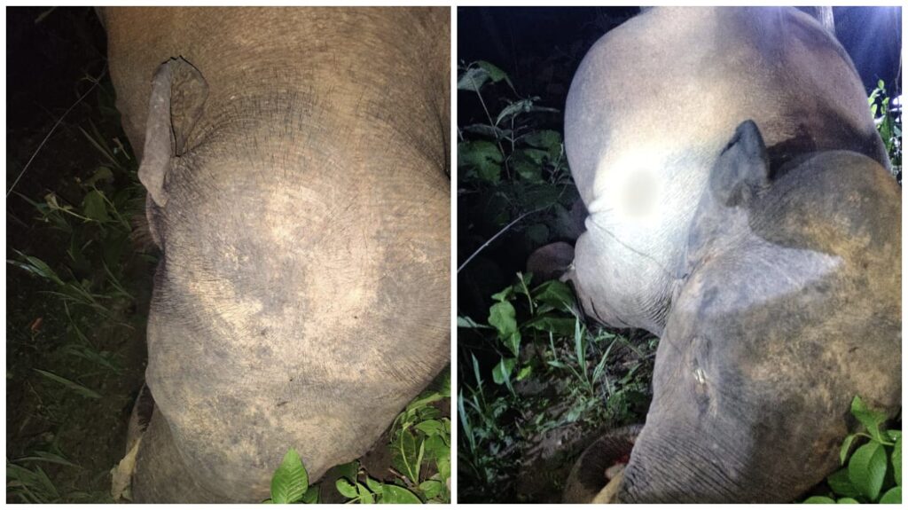 Elephant Death : कोरबा में बिजली विभाग की लापरवाही…करंट की चपेट में आया हाथी…मौके पर दर्दनाक मौत