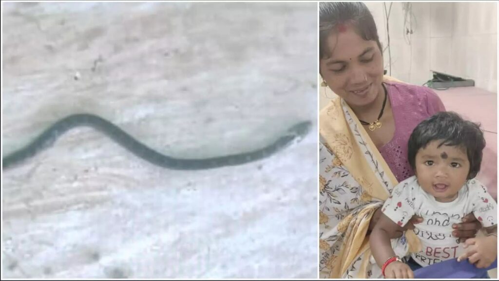 Amazing Incident: Innocent Manvi defeats snake...! She chewed 'krait' thinking it to be a toy... snake dies... girl is safe
