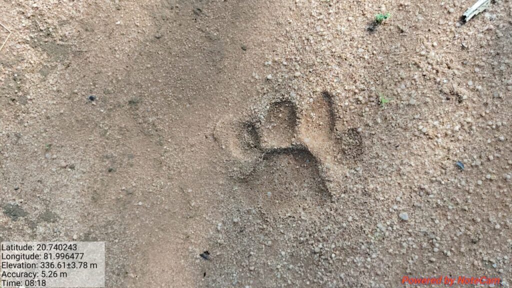 Tiger King : गरियाबंद से बड़ी खबर…! पाण्डुका में ‘टाइगर किंग’ की दस्तक…वन विभाग ने जारी किया हाई अलर्ट…यहां देखें Video