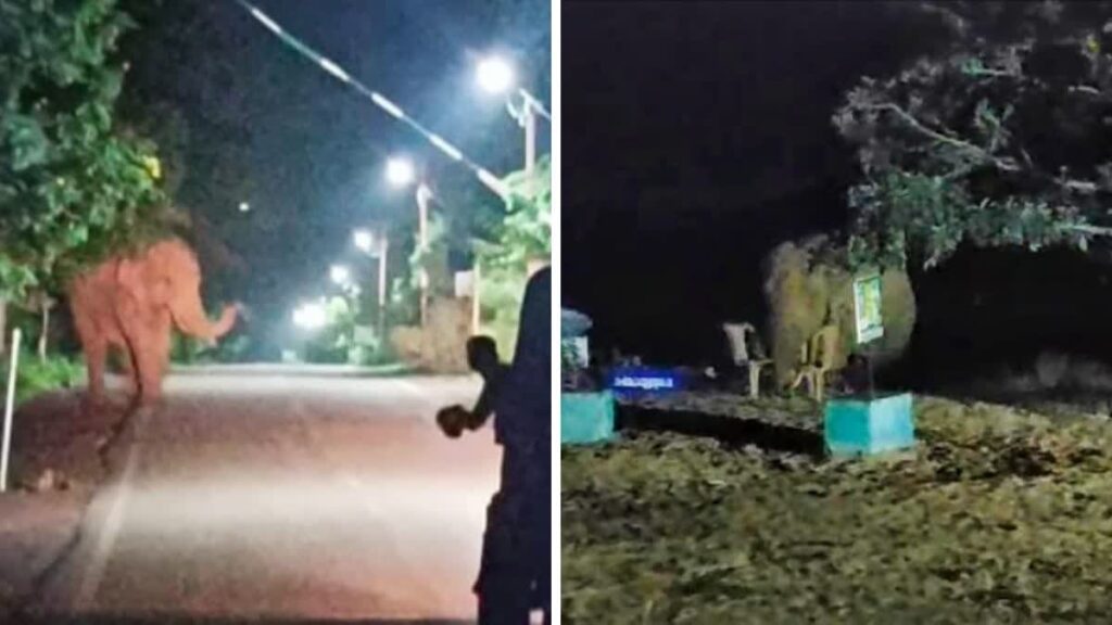 Elephant Terror : कोरबा में पसान बस्ती में दंतैल हाथी का तांडव…! 3 घंटे तक मचाया उत्पात…ग्रामीणों में दहशत