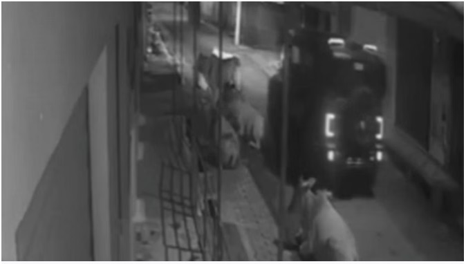 Crushed the Calf : CCTV में कैद हुआ अमानवीय कृत्य…! सड़क पर बैठे निर्दोष बछड़े को जानबूझकर रौंद दिया…मौके पर ही दर्दनाक मौत…Video