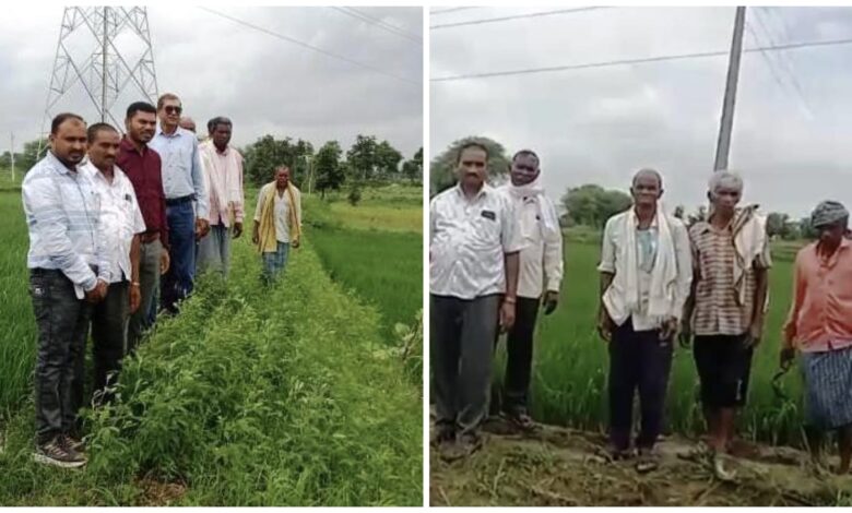 Vikram TCR Seed : किसानों के लिए अच्छी खबर…! 67 हेक्टेयर में तैयार उन्नत किस्म के धान बीज…! तूफ़ानों में भी है सुरक्षित…जल संकट से जूझते जिले के लिए वरदान…यहां देखें विशेषताएं