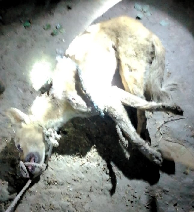Dog Murder : बहराइच ब्रेकिंग…! भेड़िया समझकर ग्रामीणों ने कुत्ते को पीट-पीटकर मार डाला…इलाके में दहशत VIDEO