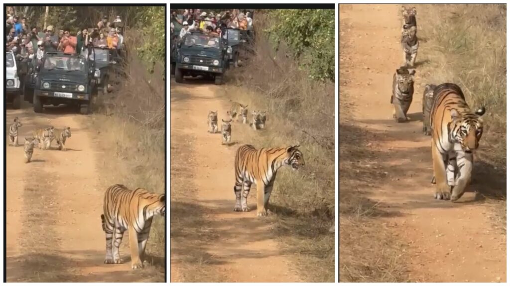 Reserve Forests: A rare scene in the jungle...! A lioness was seen roaming fearlessly with five cubs...DA News Plus obtained this rare video...watch it here.
