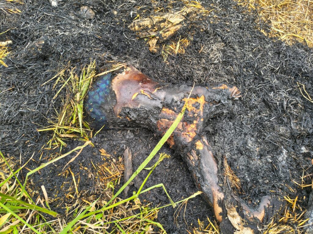 Burnt Alive : बलौदाबाजार में हैवानियत…! युवती को खलिहान में जिंदा जलाया