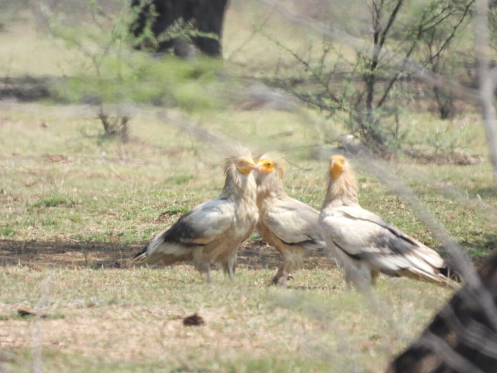 Bird Habitat Area : छत्तीसगढ़ का प्रमुख बर्ड वॉक एवं जैव विविधता केंद्र…गिधवा-परसदा बना प्रवासी पक्षियों का स्वर्ग, संरक्षण का उत्कृष्ट मॉडल
