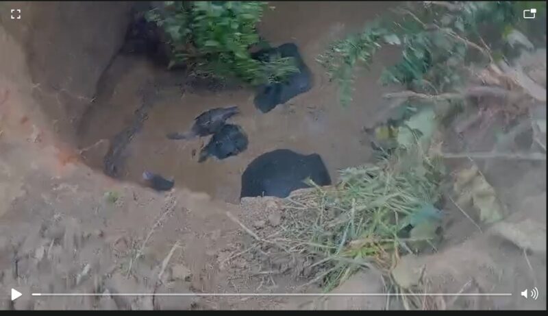 Elephants fell into a well: Four elephants fell into a well in Hardi village, Balodabazar! Forest department team is on the spot...rescue underway. Watch the video here.
