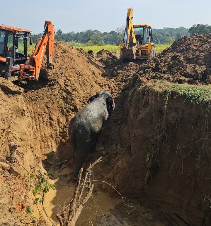 Elephants Rescued: Three elephants that fell into a well were safely rescued! The Balodabazar Forest Division team carried out the rescue operation throughout the night.