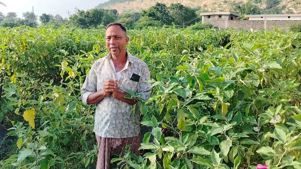 National Horticulture Mission : ग्राफ्टेड बैंगन ने बदली किस्मत…राष्ट्रीय बागवानी मिशन से कम लागत में लाखों की आय