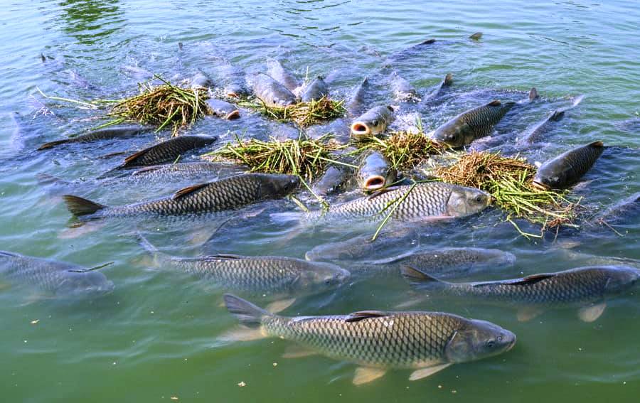 PM Fisheries : मत्स्य पालन में सफलता… हरिशंकर पटेल की कहानी बनी किसानों के लिए प्रेरणा