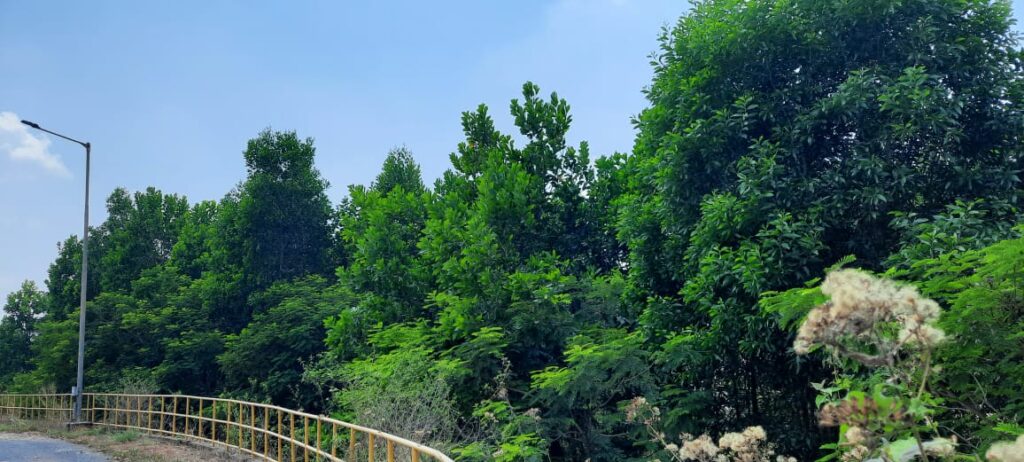 CG State Forest Development Corporation : 3.52 लाख पौधों के रोपण से हरित आवरण में उल्लेखनीय बढ़ोतरी…एनएमडीसी नगरनार क्षेत्र में विकसित हुआ मानव निर्मित वन