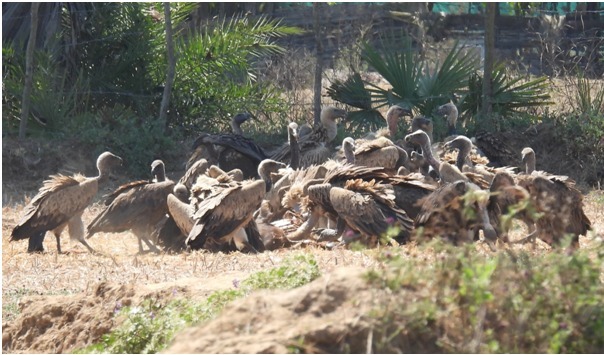 Indravati Tiger Reserve : गिद्ध संरक्षण की दिशा में ऐतिहासिक पहल…इंद्रावती टाइगर रिजर्व देशभर के लिए उदाहरण