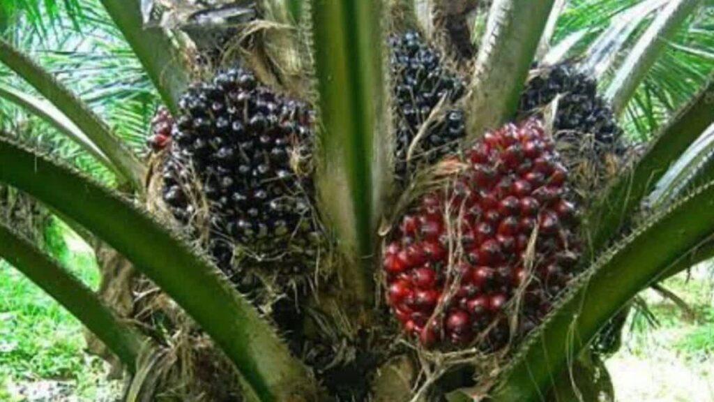 Oil Palm Cultivation : खाद्य तेल उत्पादन में आत्मनिर्भरता की दिशा में पहल..ऑयल पाम खेती को मिलेगा विस्तार