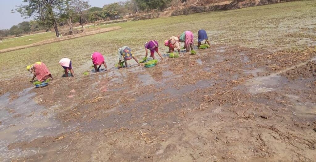 Agricultural Diversification : धमतरी में फसल विविधीकरण की सफलता…किसानों की तकदीर बदल रही नई खेती