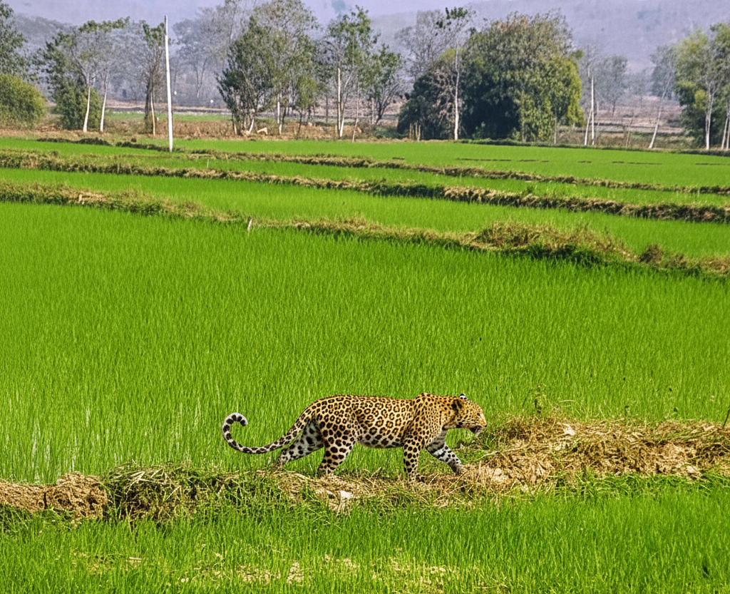Leopard Cub Rescue : खेत में मिला मासूम तेंदुआ शावक…ग्रामीणों की मदद से वन विभाग ने बचाया