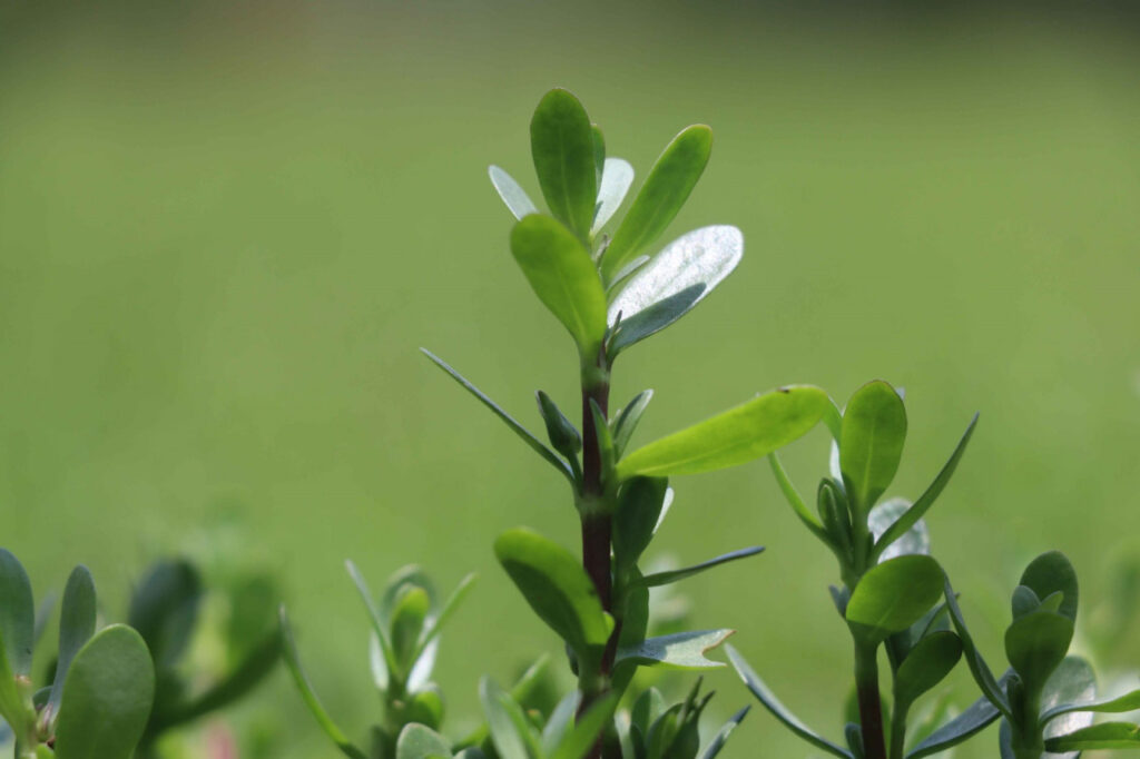 Cultivation of Brahmi : औषधीय खेती की ओर कदम…ब्राम्ही से किसानों को मिल रहा नया आर्थिक सहारा