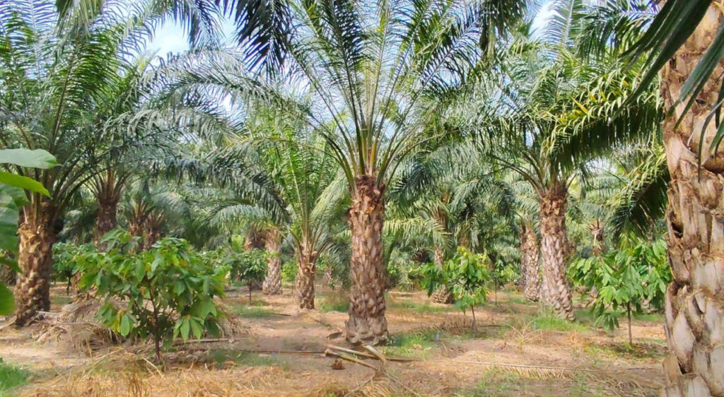 Palm Oil Cultivation : नेशनल मिशन ऑन एडिबल ऑयल-ऑयल पाम से किसानों की आय में हो रही उल्लेखनीय वृद्धि