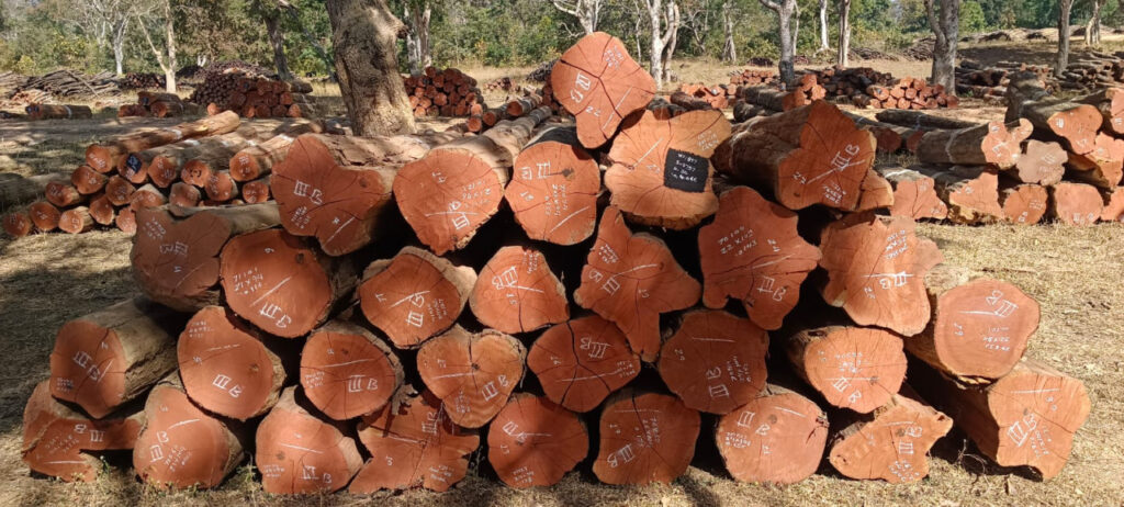 Kawardha Project Board : 2500 घन मीटर इमारती लकड़ी का वैज्ञानिक भंडारण…डिजिटल व्यवस्था से नीलामी प्रक्रिया आसान