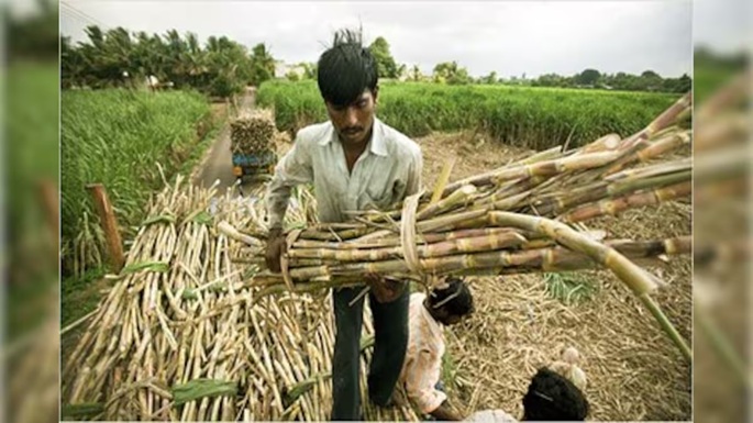 Sugarcane Farmers : कवर्धा के गन्ना किसानों को होली से पहले बड़ी सौगात…! 4.73 करोड़ रुपये की राशि जारी
