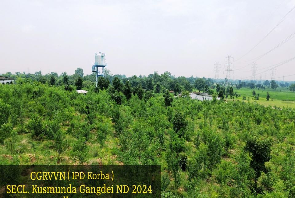 Kusmunda Area Plantation  :छत्तीसगढ़ राज्य वन विकास निगम की पहल…10 हेक्टेयर भूमि पर हुआ व्यापक वृक्षारोपण