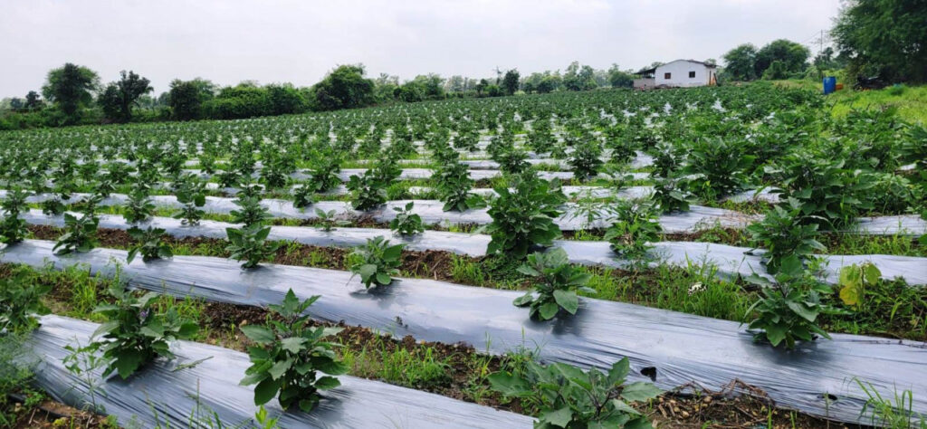 Advanced Farming : उन्नत बीज और सही मार्गदर्शन से 1100 क्विंटल उत्पादन…सान को मिला बेहतर लाभ