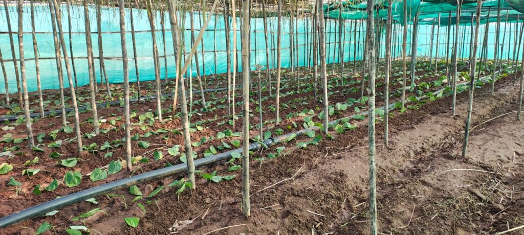 Betel Research Centre : छुईखदान में पान खेती को नई संजीवनी…स्थापित हुआ अनुसंधान केन्द्र…50% अनुदान से शेडनेट हाउस निर्माण…किसानों को मिलेगा लाभ