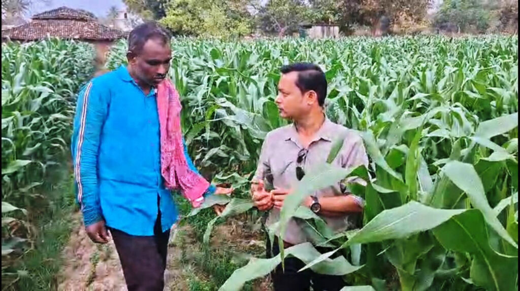 CG Corn Farmer’s : धान छोड़ मक्का की राह…धमतरी के किसानों की बदली किस्मत