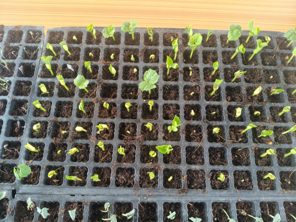 Agricultural Entrepreneurship Training : निश्चय कार्यक्रम के तहत बंदियों को मिला कौशल प्रशिक्षण…आधुनिक खेती की तकनीकों का ज्ञान