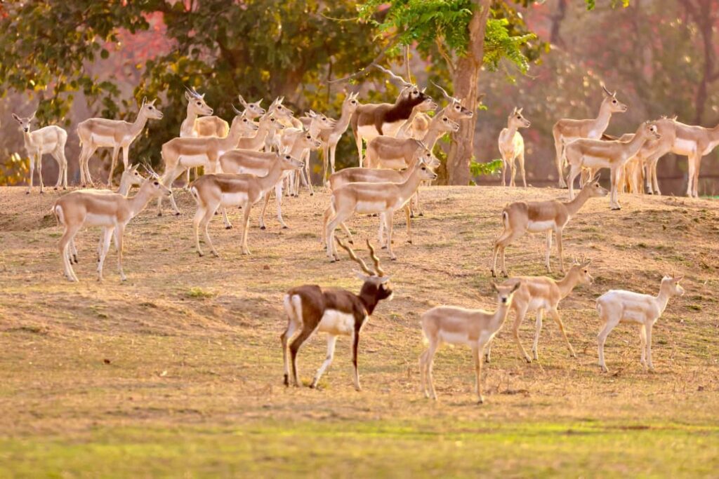 Baranwapara Wildlife Sanctuary : बारनवापारा अभयारण्य में काले हिरणों की वापसी…प्राकृतिक आवास में छोड़े गए 34 ब्लैकबक