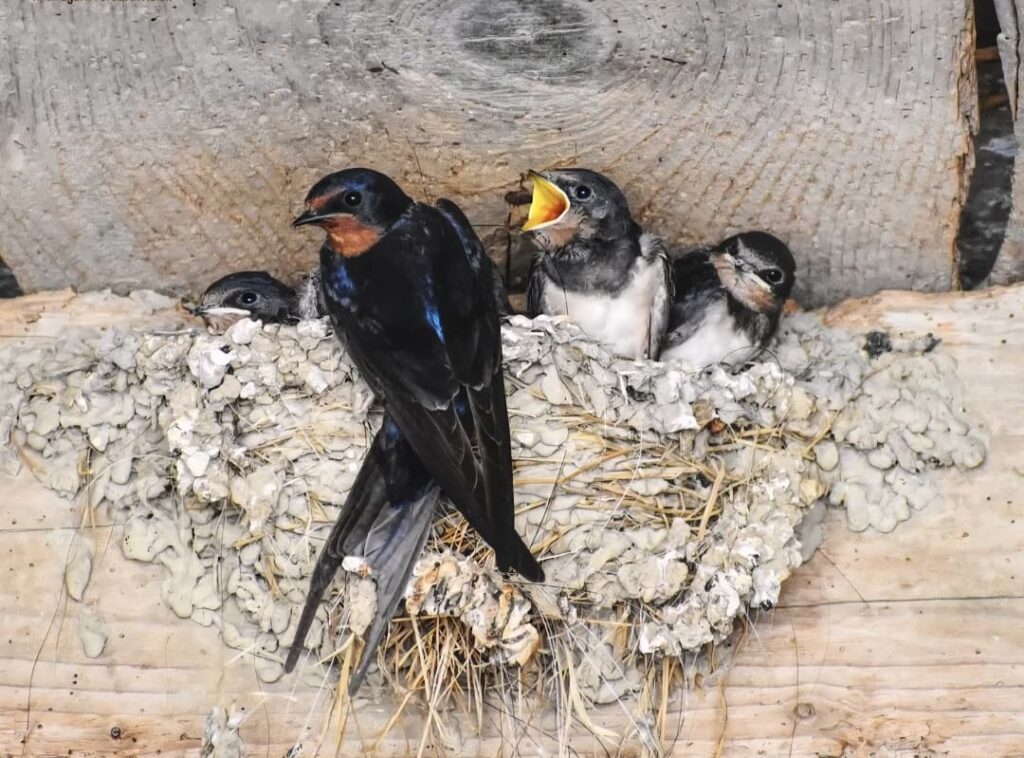 Eco Camp Chhindari की ‘बर्डवॉक’ पहल बनी आकर्षण का केंद्र…प्रकृति और पर्यटन को मिला नया आयाम